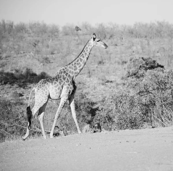 Na África do Sul reserva de vida selvagem e girafa — Fotografia de Stock