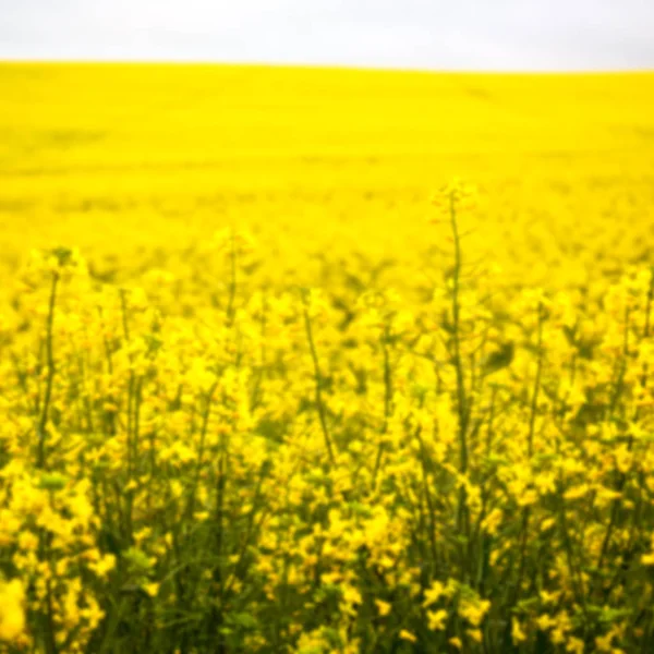 En Sudáfrica cerca del campo de colza — Foto de Stock