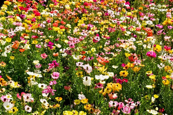 Blommor och trädgård — Stockfoto