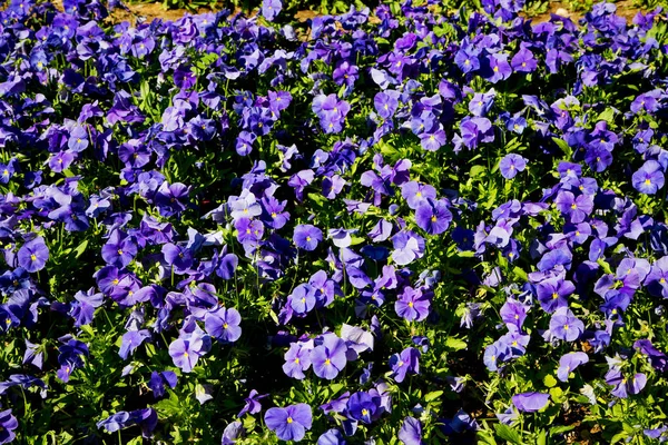 As flores e o jardim — Fotografia de Stock