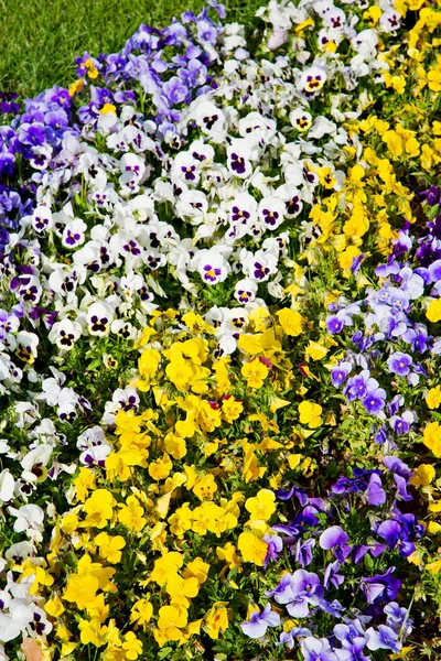 Цветы и сад — стоковое фото