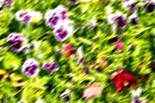 イラン アンティーク ガーデンの美しい花がぼやけ — ストック写真
