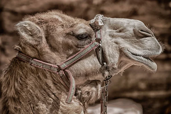 In Jordanië het hoofd van een kameel — Stockfoto