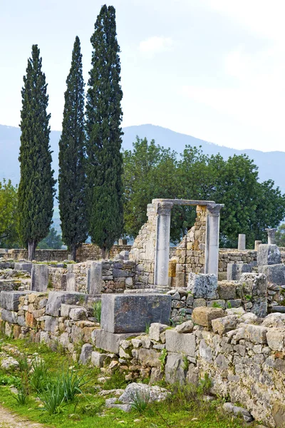 Volubilis in Marokko de oude cypress — Stockfoto