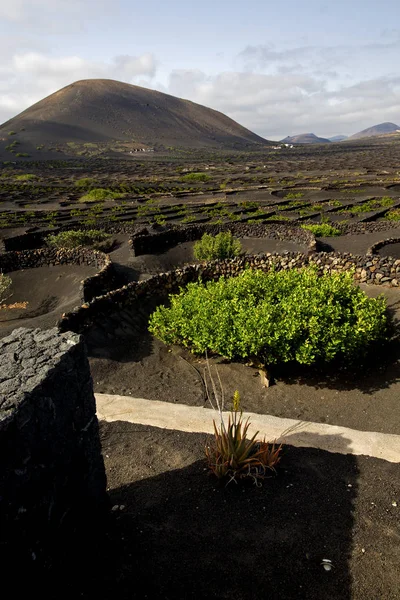 Wall grapes   lanzarote spain la geria vine screw  crops — Stock Photo, Image