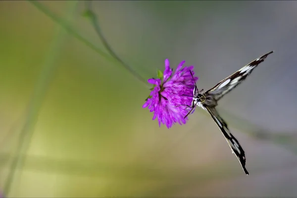 Bianco farfalla fiore verde — Foto Stock