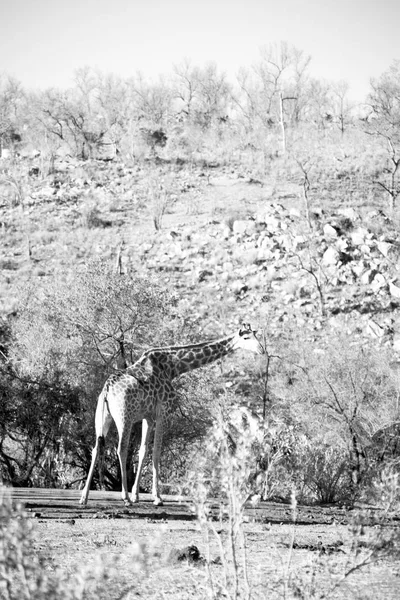 Na África do Sul reserva de vida selvagem e girafa — Fotografia de Stock
