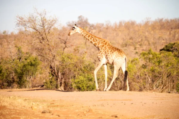in south africa    wildlife   reserve and      giraffe