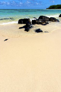 ile du cerfs deniz yosunu kızılderili  