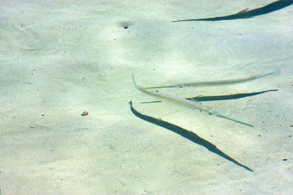 Kleine Fische Mexikanischen Schaum Und Meer — Stockfoto