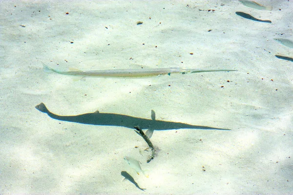 Kleine Fische Mexikanischen Schaum Und Meer — Stockfoto