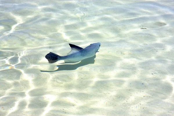 Kleine Fische Mexikanischen Schaum Und Meer — Stockfoto