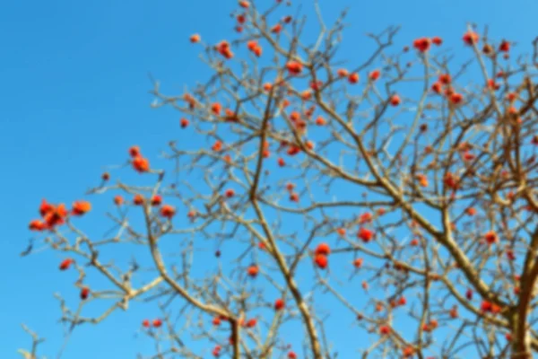 Nahaufnahme von Blütenpflanzen und klarem Himmel — Stockfoto