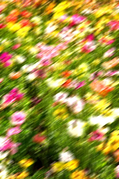 Die Blumen und der Garten — Stockfoto