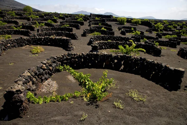 Grapes wall crops viticulture  winery lanzarote spain   geria — Stock Photo, Image