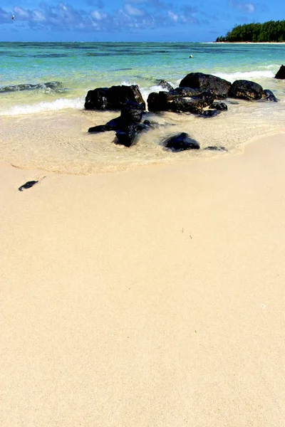 Ile du cerfs seaweed  indian — Stock Photo, Image