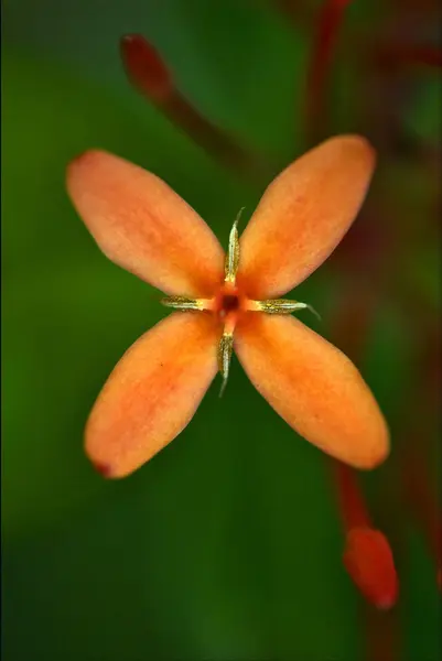 花バハマ背景自然 — ストック写真