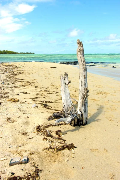 Ile du cerfs seaweed  indian dead tree — 스톡 사진