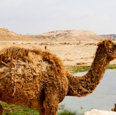 Umman deve içinde çöl dörtte bir ücretsiz dromedary yakınındaki boş.