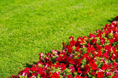 Bahar renkleri Umman çiçek ve Bahçe 