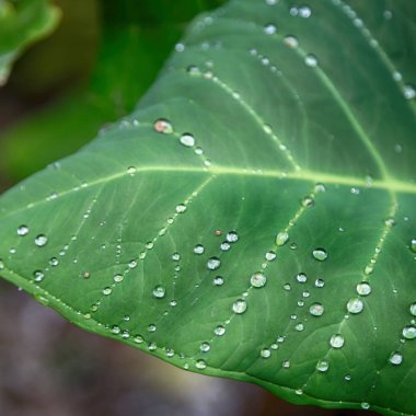 bir yaprak yağmur sonra bazı damla 
