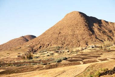   Güney Afrika'da kara çalı ve ağaç 