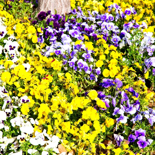 As flores e o jardim — Fotografia de Stock