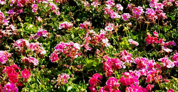 Vervagen Het Voorjaar Kleuren Bloemen Tuin — Stockfoto