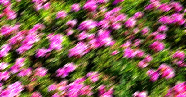 Blur Spring Colors Flowers Garden — Stock Photo, Image