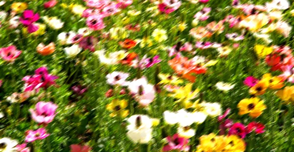 春にぼかし色の花と庭 — ストック写真