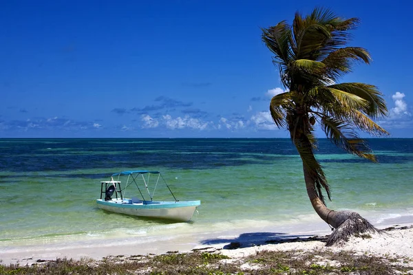 V Mexiku palm v a lodi sian kaan — Stock fotografie