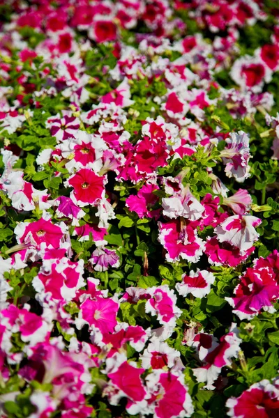 Весенних Красках Цветов Сада — стоковое фото
