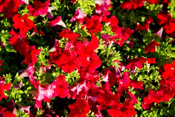 Het Voorjaar Kleuren Oman Bloemen Tuin — Stockfoto