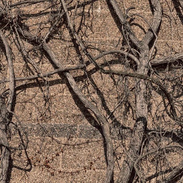 In de muur met natuurlijke tak — Stockfoto