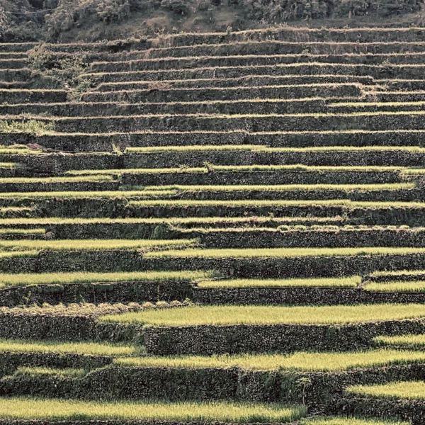 Campo de terraço para coultivação de arroz — Fotografia de Stock