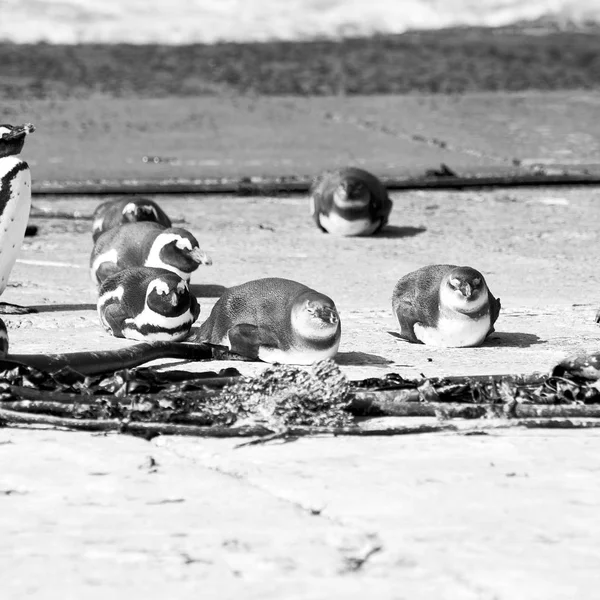 In Südafrika Wildtiere Natur Vögel und Felsen — Stockfoto