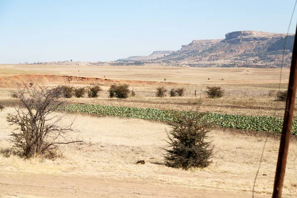 En Sudáfrica arbusto y árbol de tierra — Foto de Stock