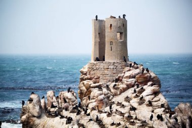 Güney Afrika yaban hayatı doğa kuşları ve kayalar