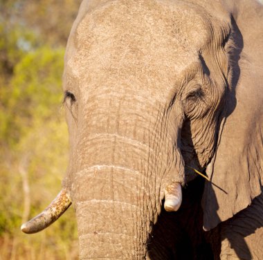  Güney Afrika yaban hayatı doğa rezerv ve fil
