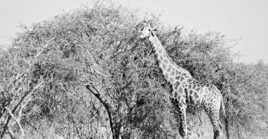 Güney Afrika yaban hayatı rezerv ve zürafa