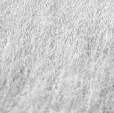 soyut çimenler gibi arka plan bulanıklık  