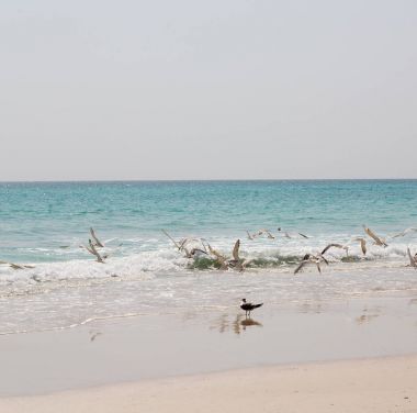 Umman Arapça deniz kumlu plaj  