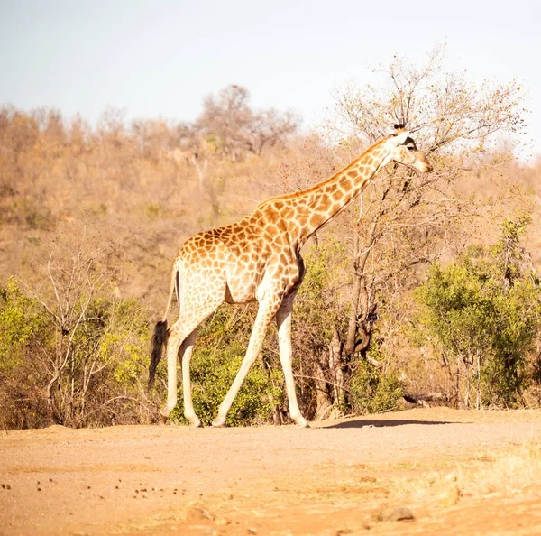 In south africa    wildlife   reserve and      giraffe — Stock Photo, Image