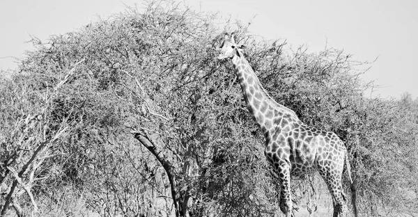 Na África do Sul reserva de vida selvagem e girafa — Fotografia de Stock