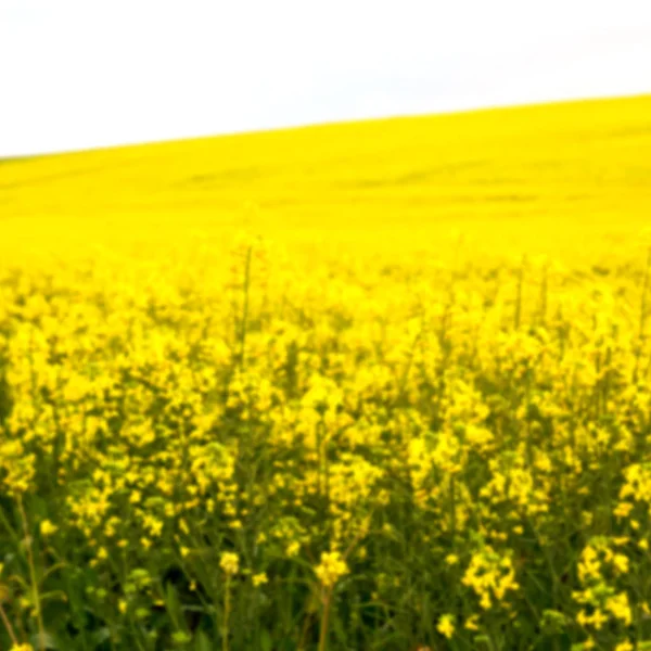 En Sudáfrica cerca del campo de colza — Foto de Stock