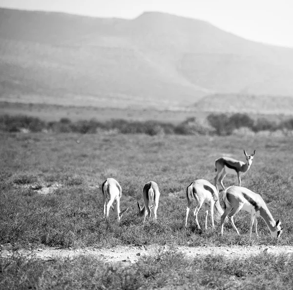 Impala selvatica nel cespuglio invernale — Foto Stock