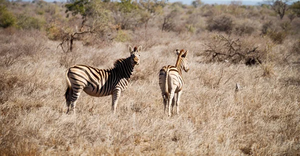 Na África do Sul reserva natural de vida selvagem e zebra — Fotografia de Stock