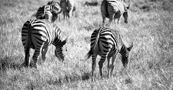 En Afrique du Sud réserve naturelle faunique et zèbre — Photo