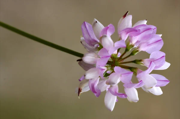 Macro chiudere un verde rosa liliacee leguminosa — Foto Stock