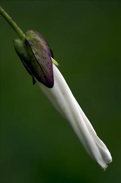 Makro yakın çekim bir beyaz ranuncolacee arka plan — Stok fotoğraf